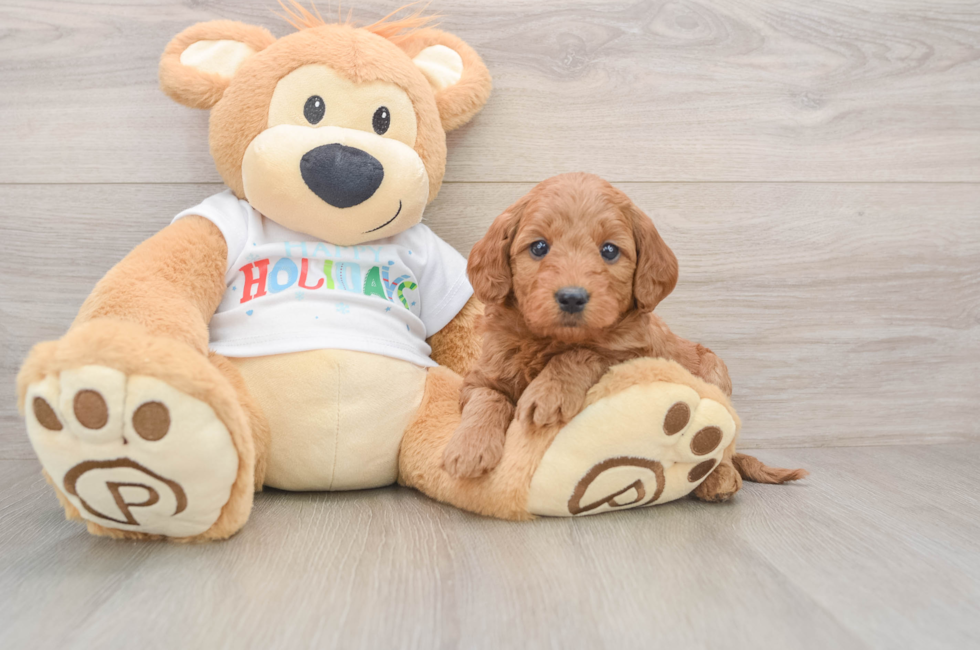 5 week old Mini Goldendoodle Puppy For Sale - Puppy Love PR