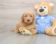 7 week old Mini Goldendoodle Puppy For Sale - Puppy Love PR