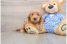 Mini Goldendoodle Pup Being Cute