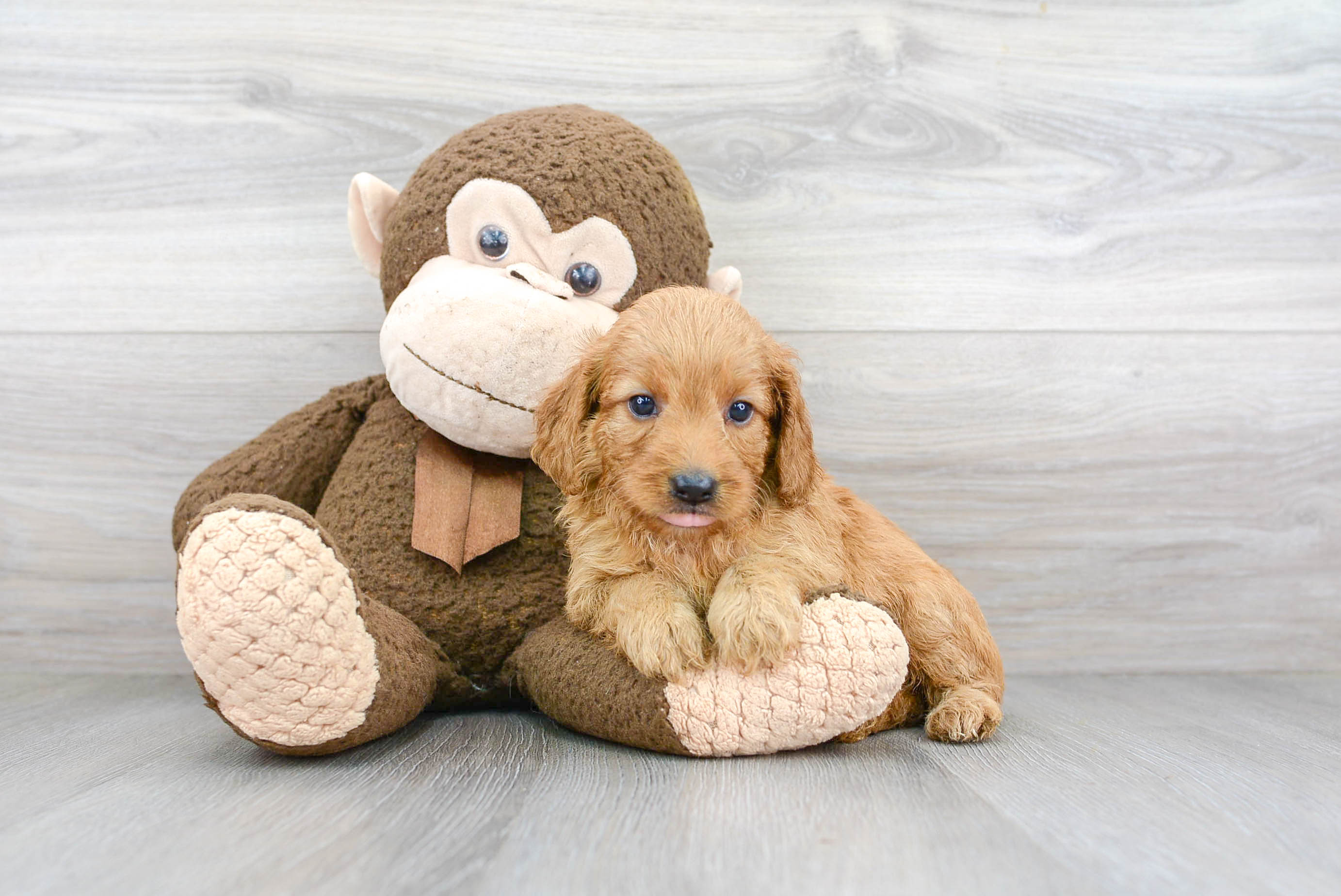 Cute Mini Goldendoodle Poodle Mix Pup