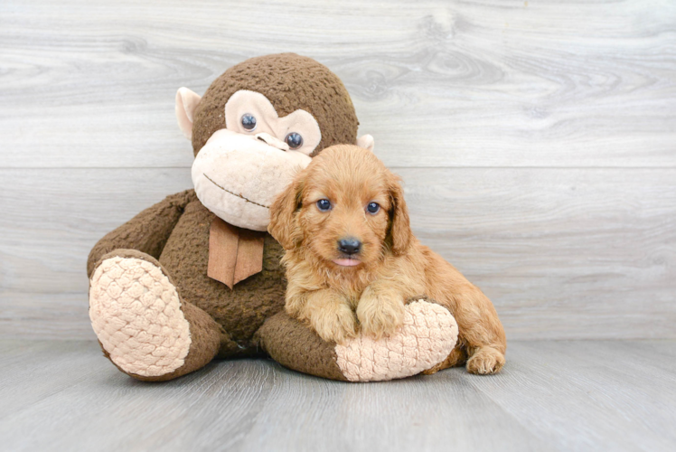 Cute Mini Goldendoodle Poodle Mix Pup