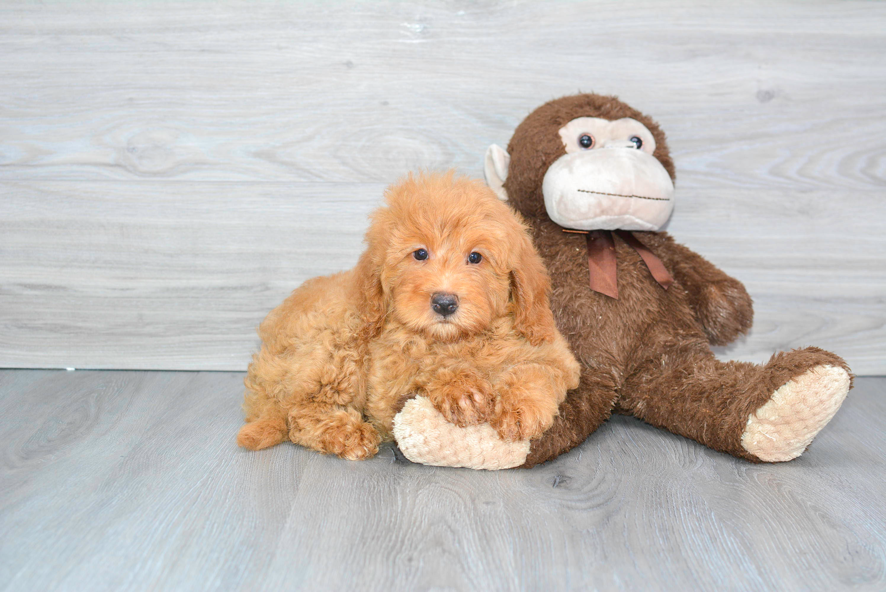 Cute Mini Goldendoodle Poodle Mix Pup