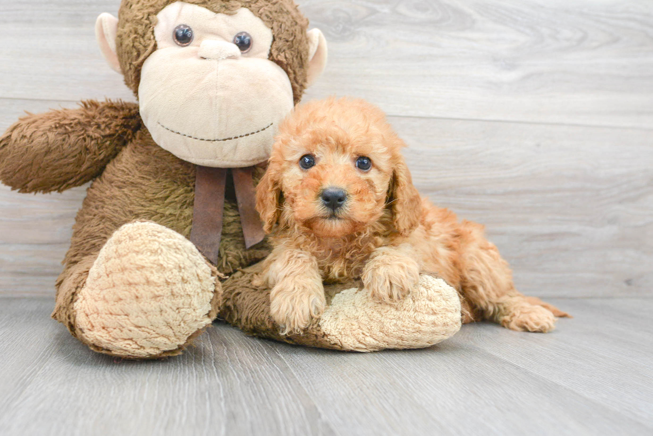 Adorable Golden Retriever Poodle Mix Puppy