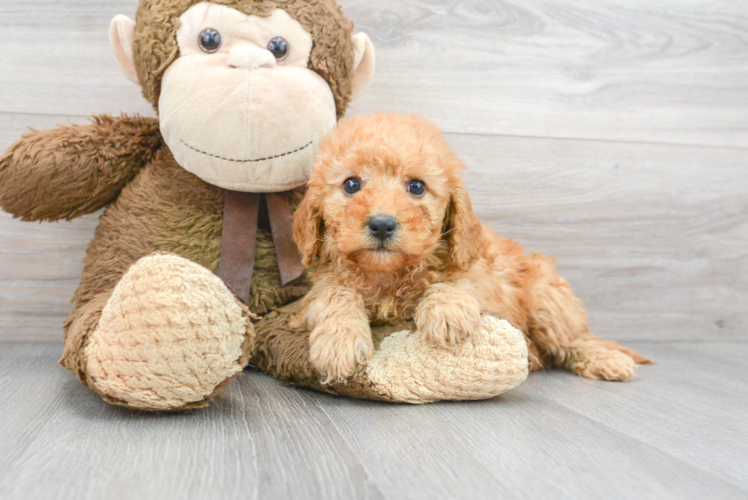 Adorable Golden Retriever Poodle Mix Puppy