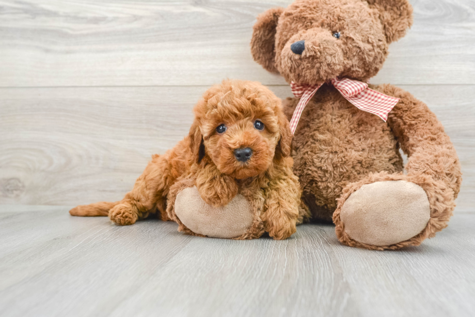 Playful Mini Groodle Poodle Mix Puppy