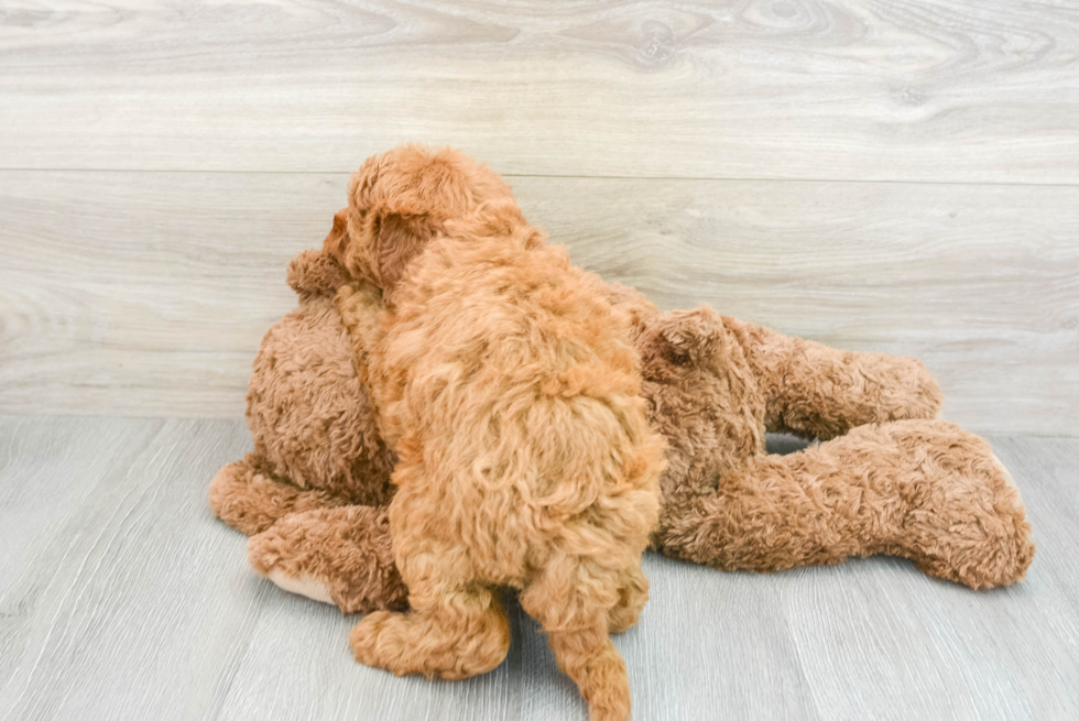 Cute Mini Goldendoodle Baby