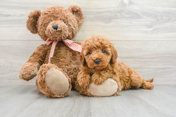 Fluffy Mini Goldendoodle Poodle Mix Pup