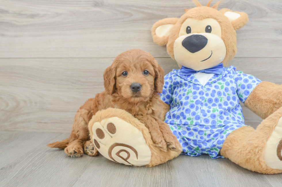 5 week old Mini Goldendoodle Puppy For Sale - Puppy Love PR