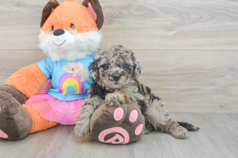 5 week old Mini Goldendoodle Puppy For Sale - Puppy Love PR