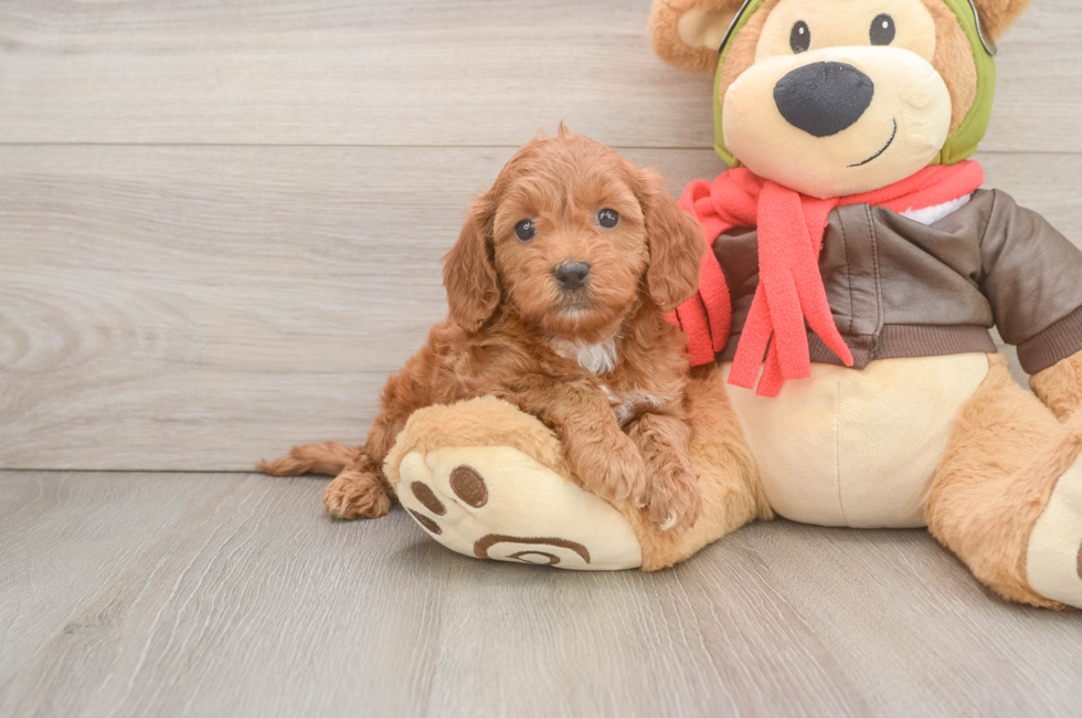 6 week old Mini Goldendoodle Puppy For Sale - Puppy Love PR