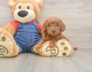 6 week old Mini Goldendoodle Puppy For Sale - Puppy Love PR