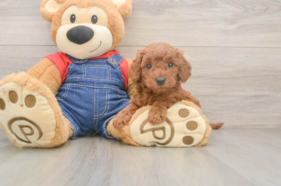 5 week old Mini Goldendoodle Puppy For Sale - Puppy Love PR