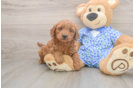 Best Mini Goldendoodle Baby