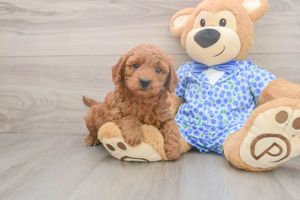 Best Mini Goldendoodle Baby