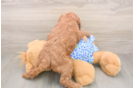 Mini Goldendoodle Pup Being Cute