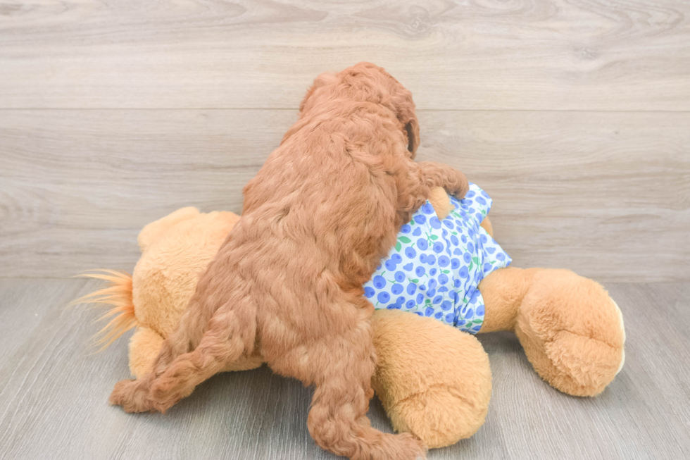 Mini Goldendoodle Pup Being Cute