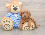 7 week old Mini Goldendoodle Puppy For Sale - Puppy Love PR