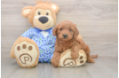 Mini Goldendoodle Puppy for Adoption