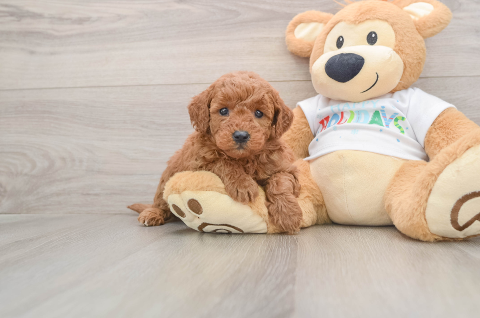 5 week old Mini Goldendoodle Puppy For Sale - Puppy Love PR