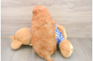 Adorable Golden Retriever Poodle Mix Poodle Mix Puppy