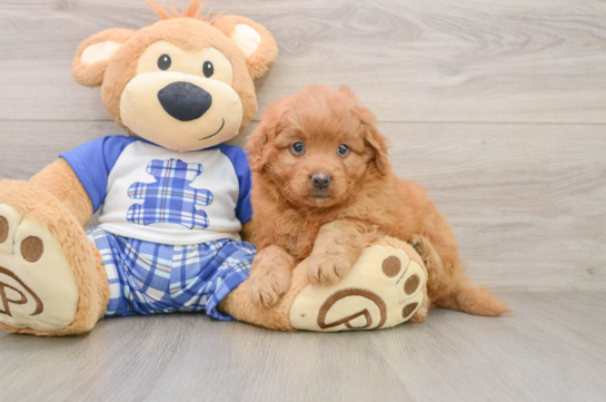 Popular Mini Goldendoodle Poodle Mix Pup