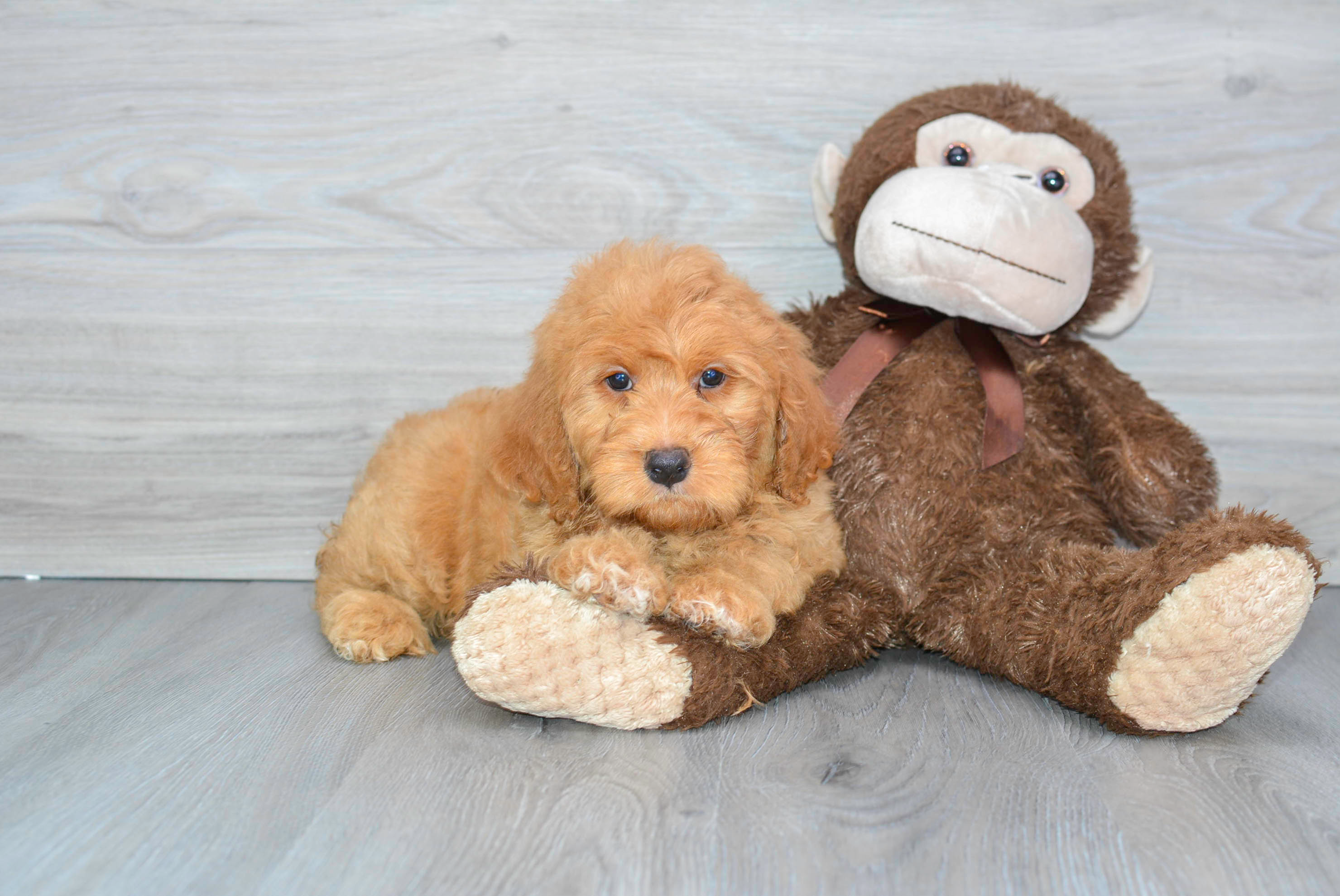 Mini Goldendoodle Pup Being Cute