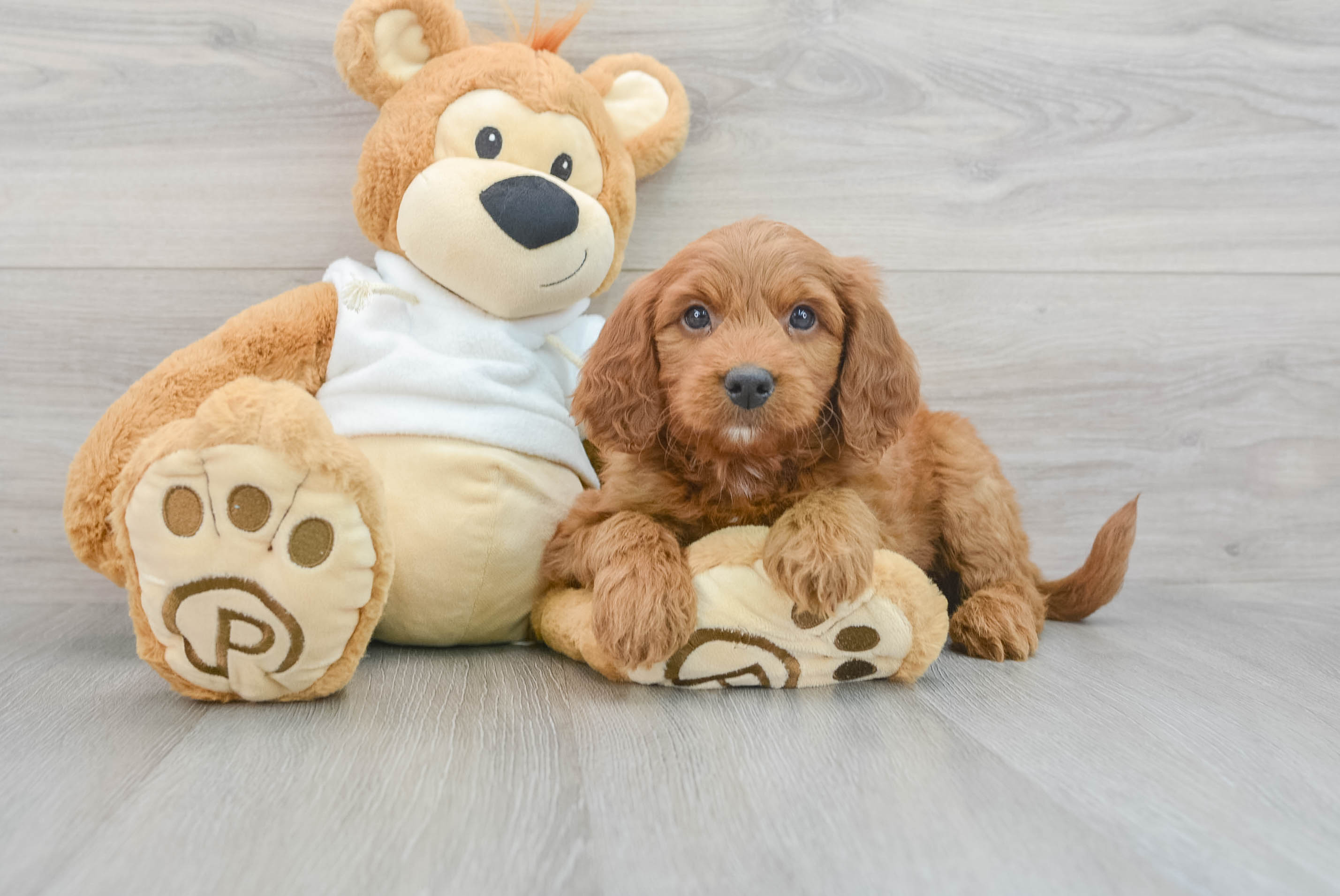 Cute Mini Goldendoodle Baby
