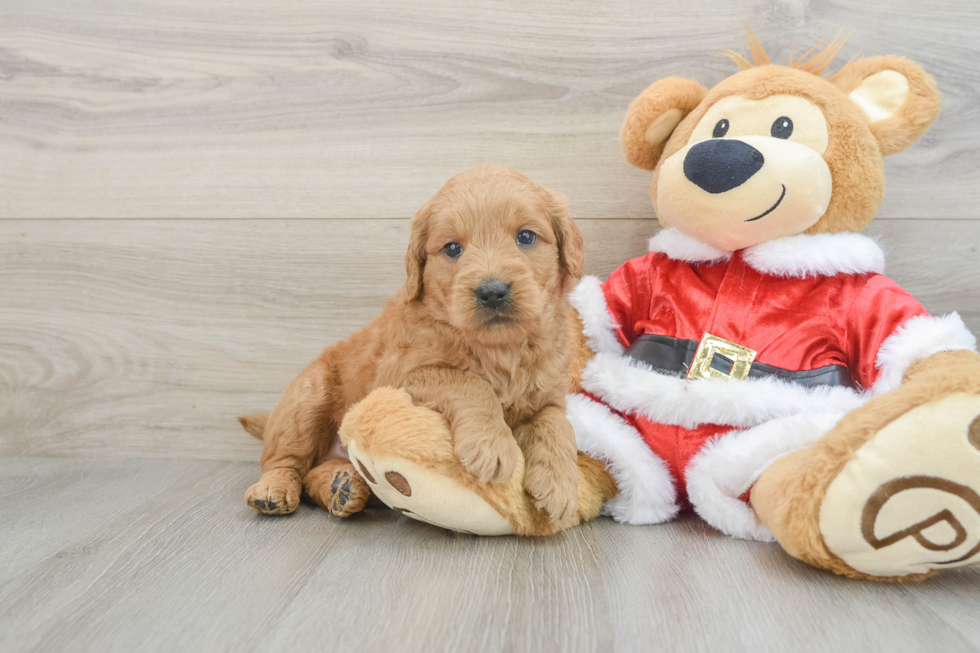 Mini Goldendoodle Pup Being Cute