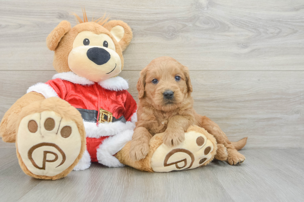 5 week old Mini Goldendoodle Puppy For Sale - Puppy Love PR