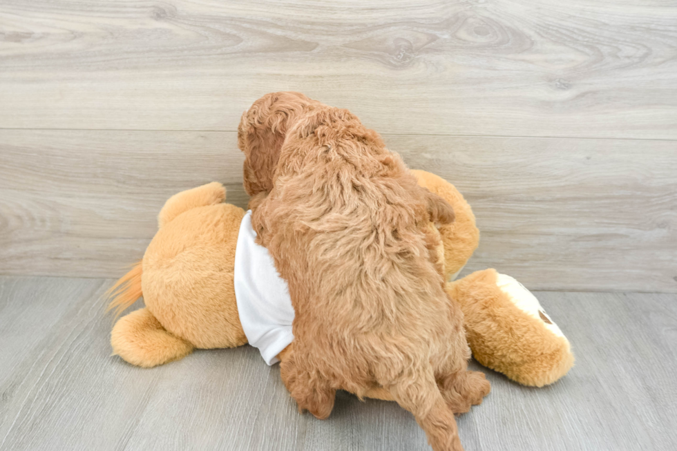 Mini Goldendoodle Pup Being Cute