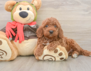 7 week old Mini Goldendoodle Puppy For Sale - Puppy Love PR