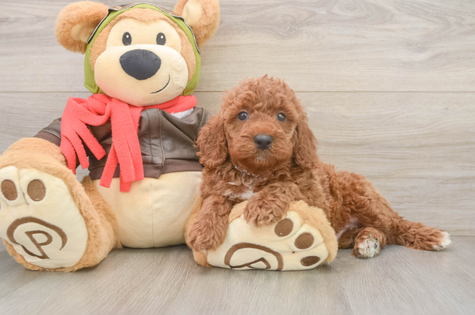 6 week old Mini Goldendoodle Puppy For Sale - Puppy Love PR