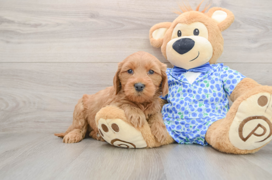 Best Mini Goldendoodle Baby
