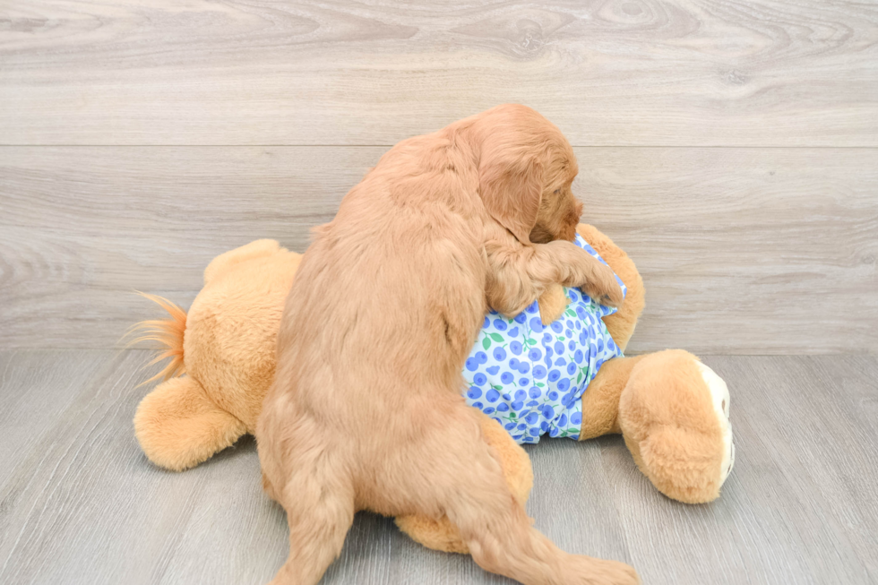 Mini Goldendoodle Pup Being Cute