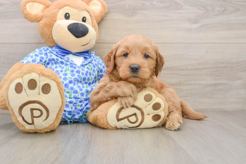 Best Mini Goldendoodle Baby