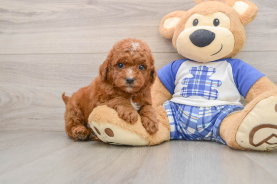 Mini Goldendoodle Pup Being Cute