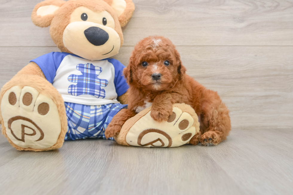 Best Mini Goldendoodle Baby