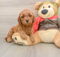 7 week old Mini Goldendoodle Puppy For Sale - Puppy Love PR