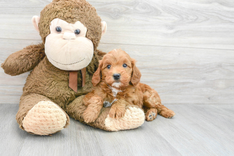 Little Golden Retriever Poodle Mix Puppy