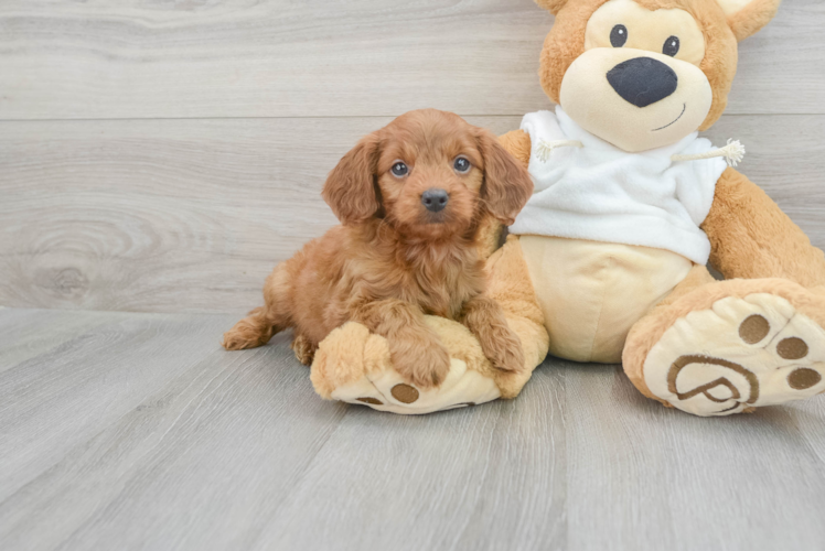 Meet Baylor - our Mini Goldendoodle Puppy Photo 1/3 - Puppy Love PR Mini Goldendoodle Puppy for Adoption
