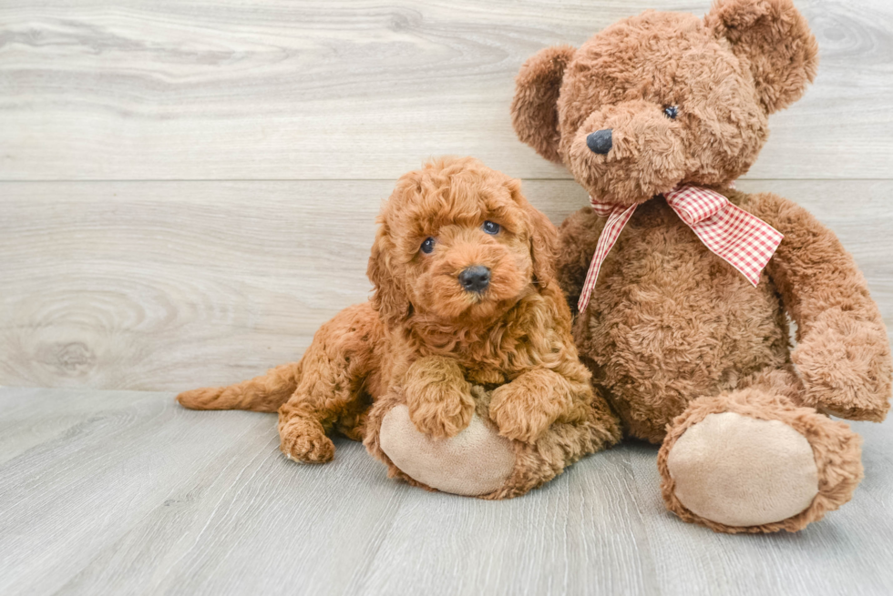 Smart Mini Goldendoodle Poodle Mix Pup