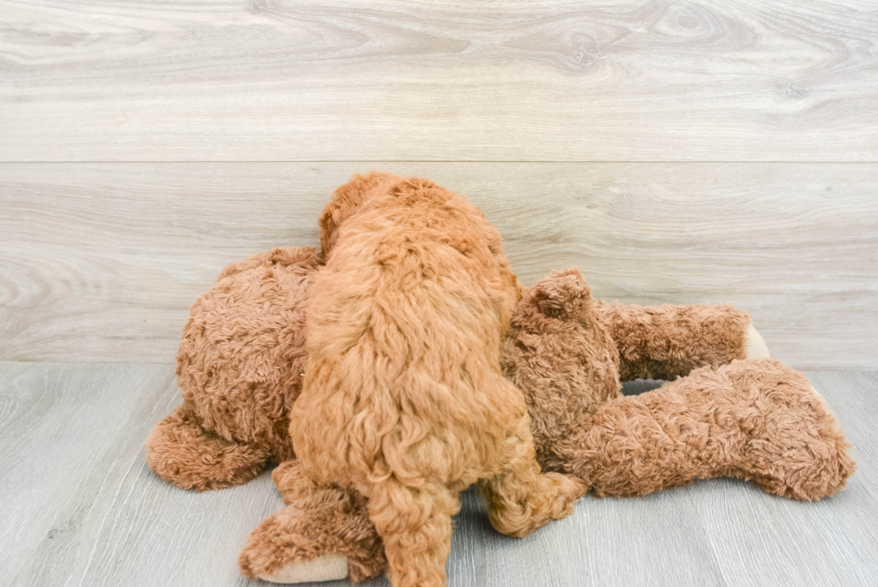 Best Mini Goldendoodle Baby