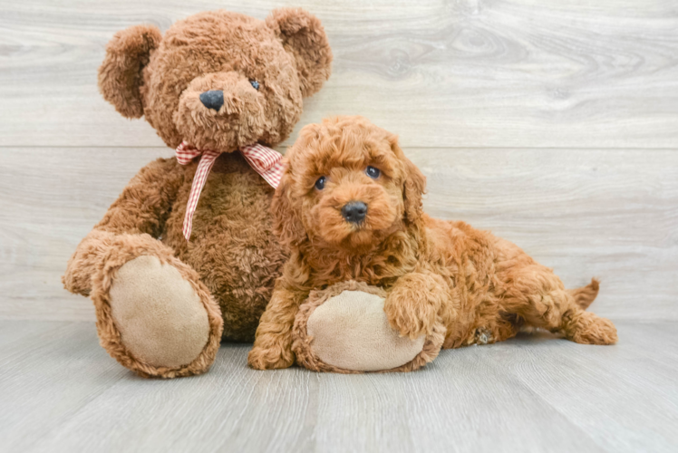 Mini Goldendoodle Puppy for Adoption