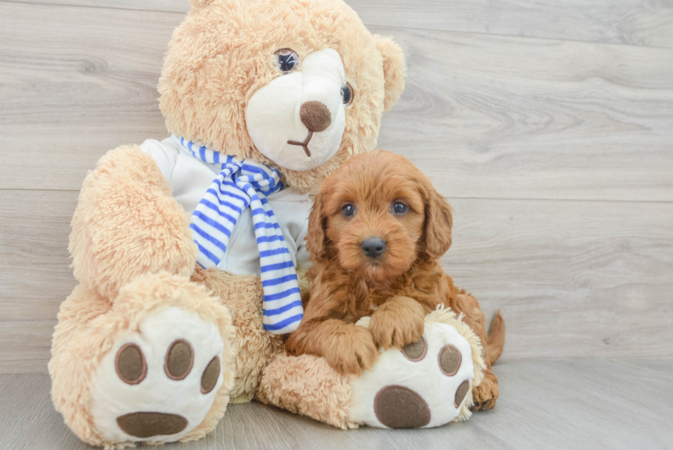 Popular Mini Goldendoodle Poodle Mix Pup