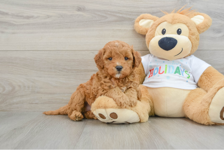 Meet Baylor - our Mini Goldendoodle Puppy Photo 1/3 - Puppy Love PR Petite Mini Goldendoodle Poodle Mix Pup