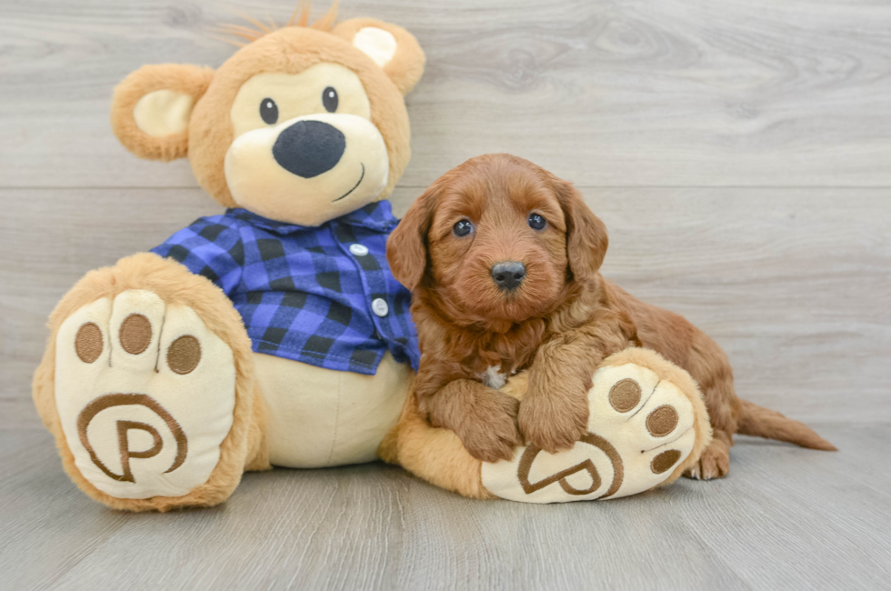 6 week old Mini Goldendoodle Puppy For Sale - Puppy Love PR