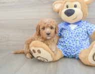7 week old Mini Goldendoodle Puppy For Sale - Puppy Love PR