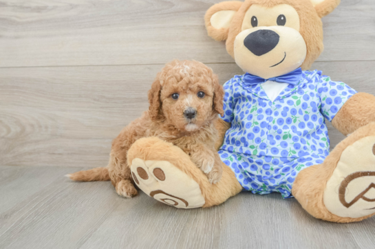 Mini Goldendoodle Pup Being Cute