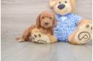 Mini Goldendoodle Puppy for Adoption