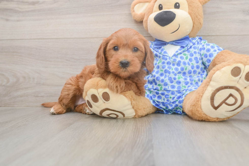 Mini Goldendoodle Puppy for Adoption